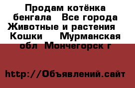 Продам котёнка бенгала - Все города Животные и растения » Кошки   . Мурманская обл.,Мончегорск г.